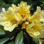 Rhododendron ´Nancy Evans´ - Rododendron