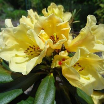 Rhododendron ´Nancy Evans´