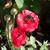 Ranunculus asiaticus