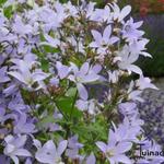Klokjesbloem - Campanula lactiflora 'Senior'