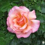Rosa 'Compassion' - Roos, klimroos