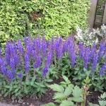 Salvia nemorosa 'Sensation Deep Blue' - Salie