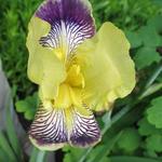 Iris germanica 'Nibelungen' - Baardiris, zwaardiris