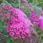 Spiraea japonica 'Anthony Waterer' - Spierstruik - Spiraea japonica 'Anthony Waterer'