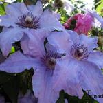 Clematis 'The First Lady' - Bosrank
