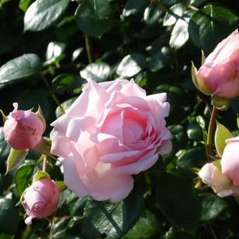 Overwinnen afstand dans Roos, klimroos - Rosa 'New Dawn' | Planten online kopen
