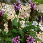 Prunella grandiflora - Bijenkorfje/Heelkruid - Prunella grandiflora
