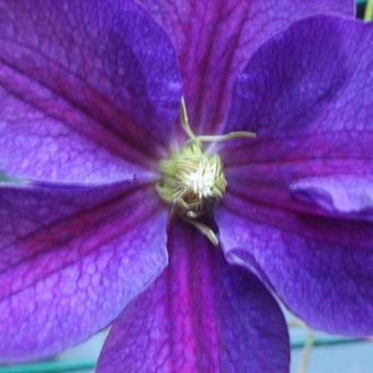 Clematis  'Star of India'