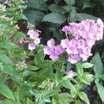 Phlox paniculata 'Lilac Time' - Vlambloem, Floks