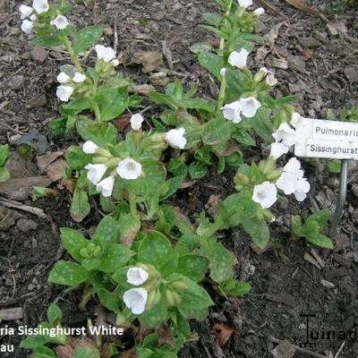 Gevlekt longkruid - Pulmonaria officinalis 'Sissinghurst White'