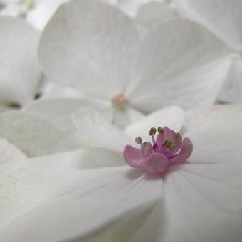 Hydrangea macrophylla 'Teller White'
