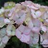 Hortensia - Hydrangea serrata 'Preziosa'