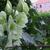 Aconitum lamarckii