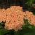 Achillea millefolium 'Terracotta'