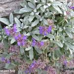 Salvia canescens var. daghestanica - Salie
