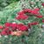Achillea millefolium 'Pomegranate'