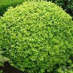 Buxus sempervirens ‘Notata’ - Buxus, palm