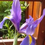 Iris x hollandica 'Blue Magic' - Hollandse boliris