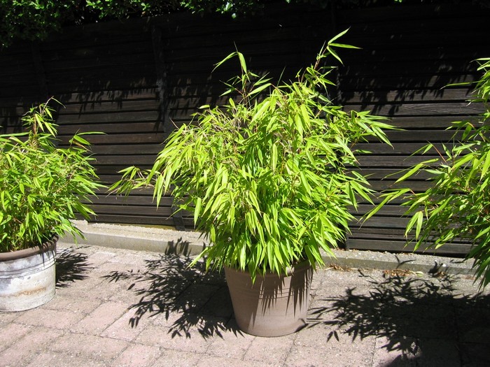 Bamboe Fargesia rufa | Planten online kopen
