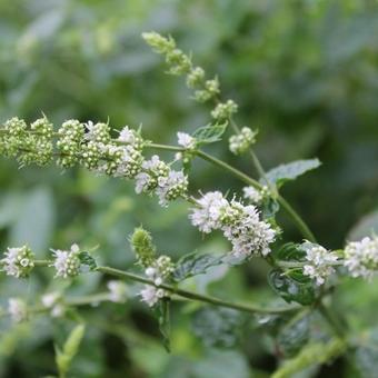 Mentha spicata