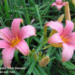 Hemerocallis 'Pink Damask' - Daglelie - Hemerocallis 'Pink Damask'