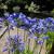 Agapanthus 'Blue Giant'