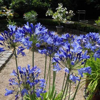 Afrikaanse lelie - Agapanthus 'Blue Giant'