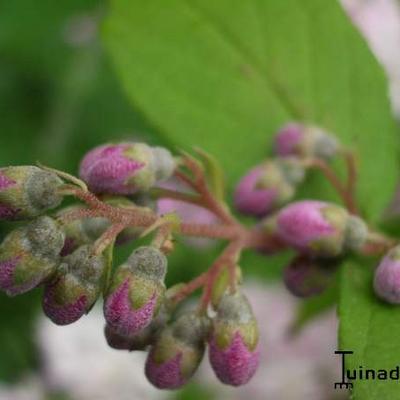 Bruidsbloem - Deutzia purpurascens 'Kalmiiflora'