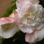 Begonia odorata 'Fragrant White' - Begonia