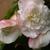 Begonia odorata 'Fragrant White'