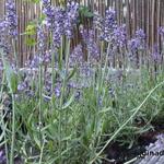 Lavandula angustifolia 'Aromatico Blue' - Lavendel