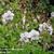 Geranium pratense var. pratense f. albiflorum 'Silver Queen'