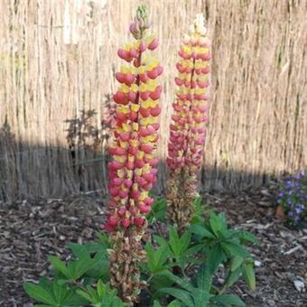 Lupinus WEST COUNTRY 'Gladiator´