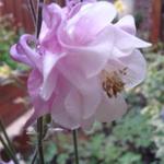 Aquilegia vulgaris var. flore-pleno 'Pink Bonnets' - Akelei