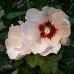 Hibiscus syriacus ’Red heart’ - Altheastruik