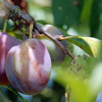 Prunus domestica 'Altesse Double'