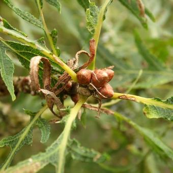 Quercus robur 'Filicifolia'