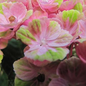 Hydrangea macrophylla 'MAGICAL Coral Pink'