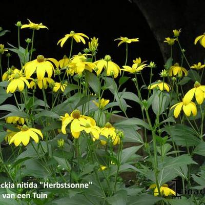 Zonnehoed - Rudbeckia nitida 'Herbstsonne'