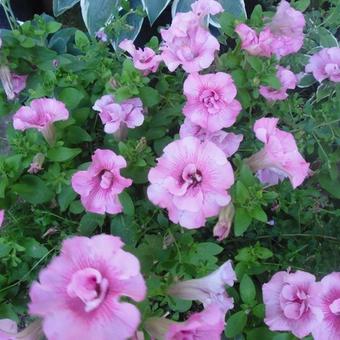Surfinia 'Double Pink'