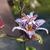 Tricyrtis formosana