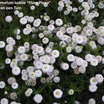 Chamaemelum nobile 'flore pleno'