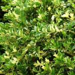 Buxus sempervirens 'Aurea-Pendula' - Buxus, randpalm