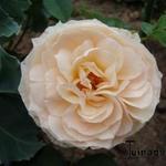 Rosa 'Buff Beauty' - Roos, klimroos