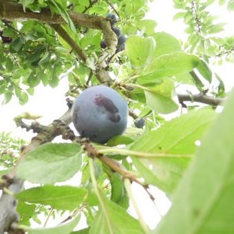 Prunus domestica 'Bleue de Belgique'