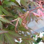Acer palmatum 'Kasen-nishiki' - Japanse esdoorn