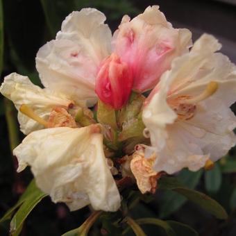Rhododendron 'Goldfort'