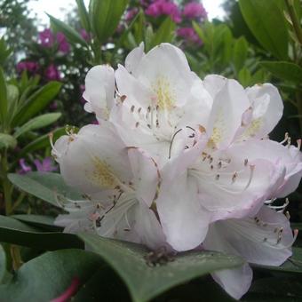 Rhododendron  'Gomer Waterer'