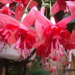 Fuchsia 'Dancing Flame' - Bellenplant
