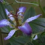Tricyrtis 'Taipei Silk' - Armeluisorchidee , paddelelie